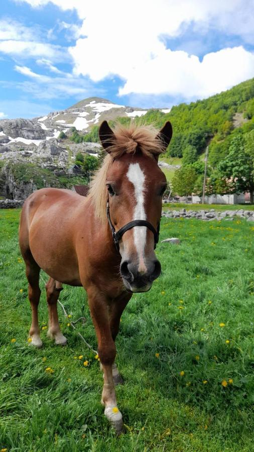 Katun Mokra Accommodation & Horseback Riding Подгорица Екстериор снимка