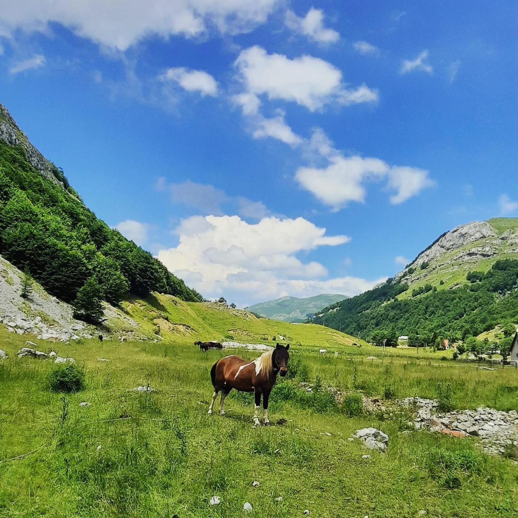 Katun Mokra Accommodation & Horseback Riding Подгорица Екстериор снимка